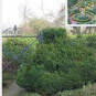 Buxus semp. 'Suffruticosa'