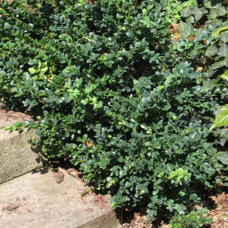Buxus semp. 'Vardar Valley'