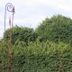 Taxus baccata