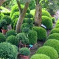 Buxus semp. arborescens