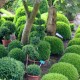 Buxus semp. arborescens