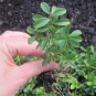 Buxus microphylla 'Herrenhausen'