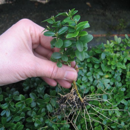 Buxus semp. 'Blauer Heinz'
