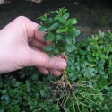 Buxus semp. 'Blauer Heinz'