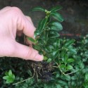 Buxus semp. arborescens