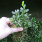 Buxus 'Green Gem'