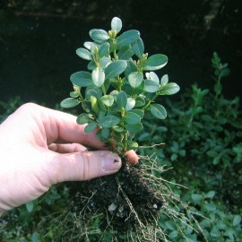 Buxus 'Green Mound'