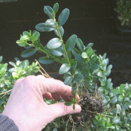 Buxus semp. 'Hollandia'