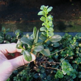 Buxus semp. 'Handworthiensis'