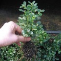 Buxus semp. 'Suffruticosa'