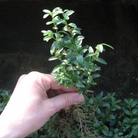 Buxus 'Atrops Selektion H'