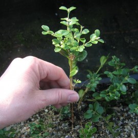 Buxus mic. 'Trompenburg'