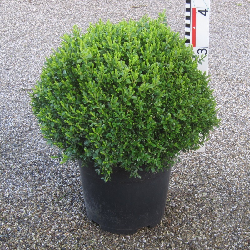 Buxus mic. 'Herrenhausen'