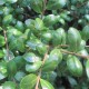 Ilex cren. 'Convexa'