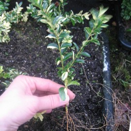 Buxus semp. 'Aurea Pendula'