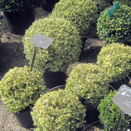 Buxus semp. 'Argenteovariegata'