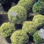 Buxus semp. 'Argenteovariegata'