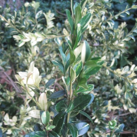Buxus semp. 'Aurea Pendula'