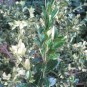 Buxus semp. 'Aurea Pendula'
