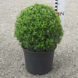Buxus mic. 'Herrenhausen'