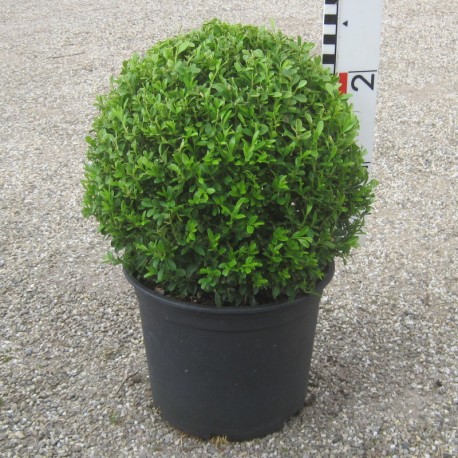 Buxus mic. 'Herrenhausen'