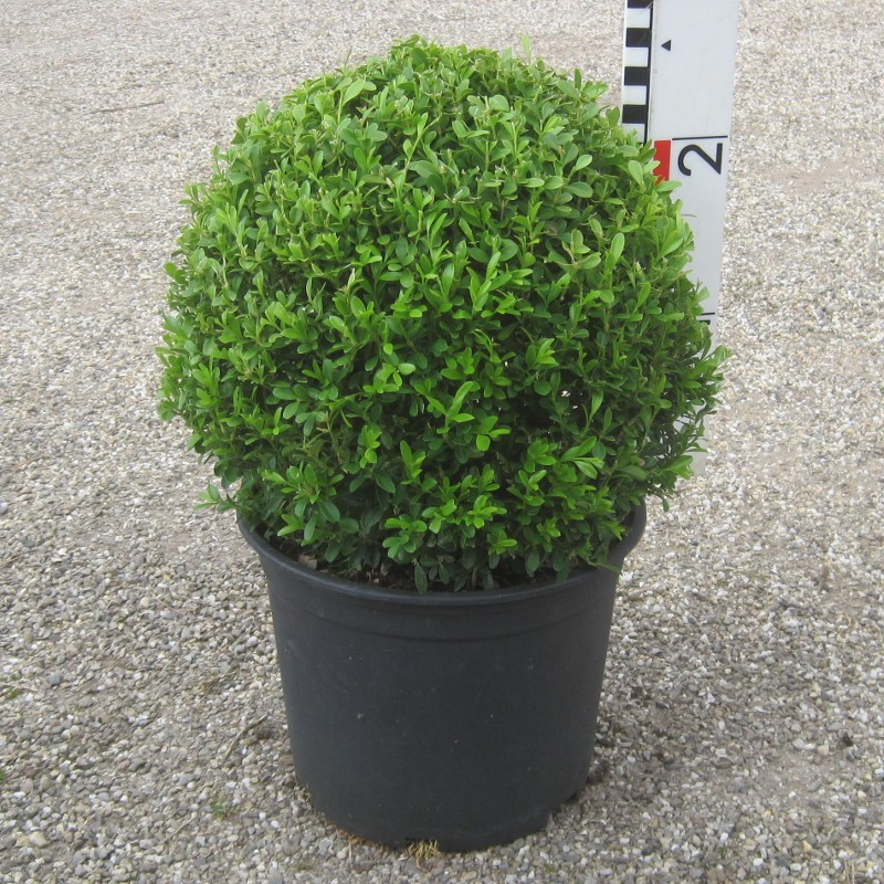Buxus mic. 'Herrenhausen'