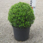 Buxus mic. 'Herrenhausen'