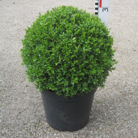 Buxus mic. 'Herrenhausen'