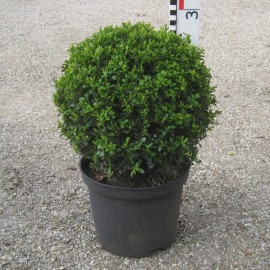 Buxus semp. arborescens