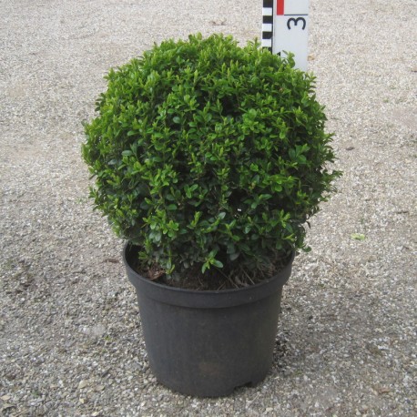 Buxus semp. arborescens