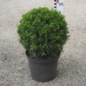 Buxus semp. arborescens