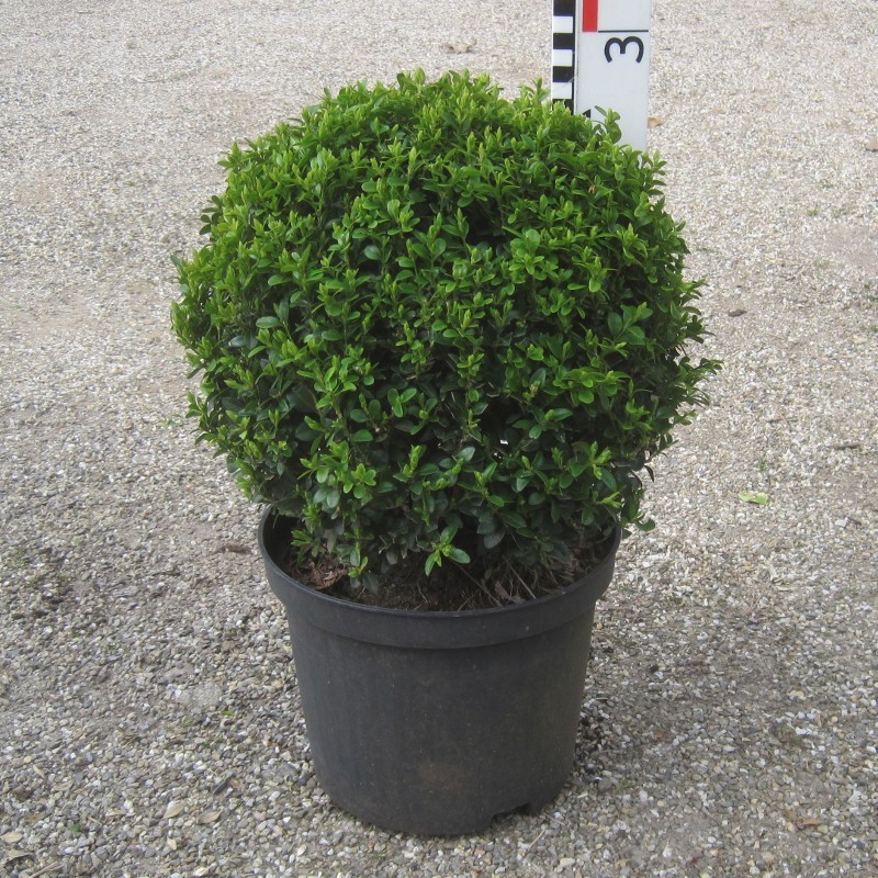 Buxus semp. arborescens