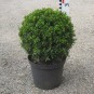 Buxus semp. arborescens