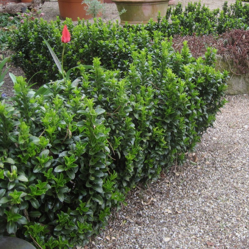 Euonymus japonicus