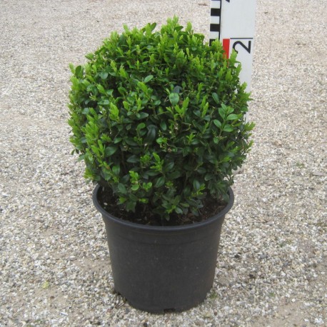 Buxus semp. arborescens