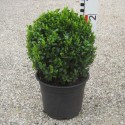 Buxus semp. arborescens