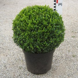Buxus semp. arborescens