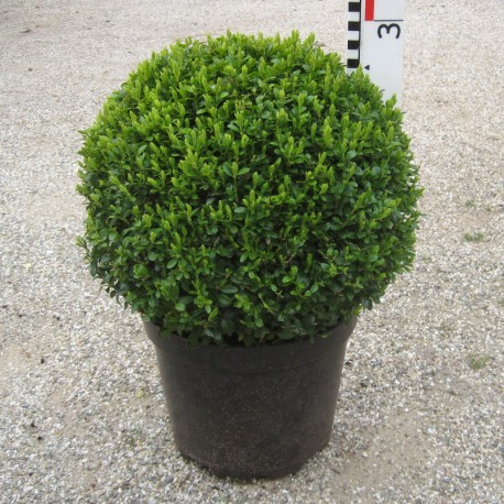 Buxus semp. arborescens