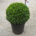 Buxus semp. arborescens