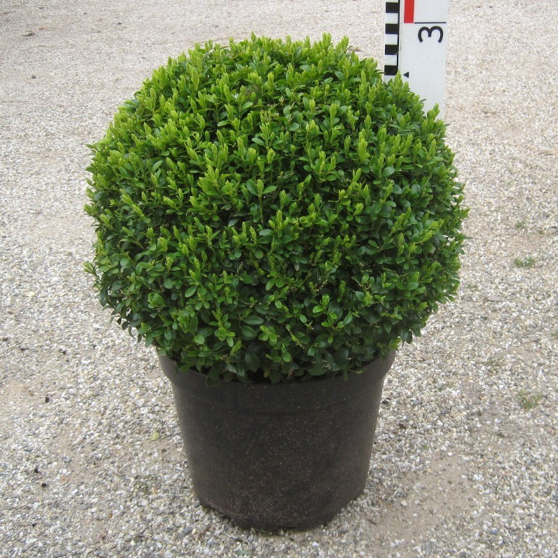 Buxus semp. arborescens
