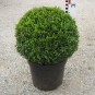 Buxus semp. arborescens