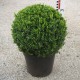 Buxus semp. arborescens