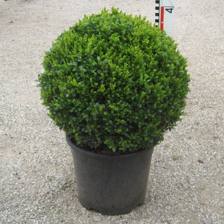 Buxus semp. arborescens