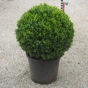 Buxus semp. arborescens