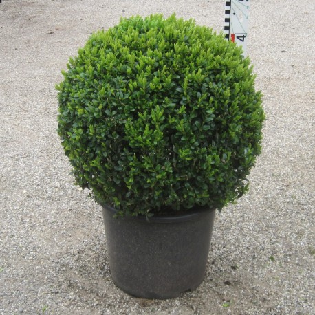 Buxus semp. arborescens