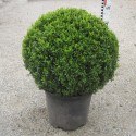 Buxus semp. arborescens
