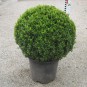 Buxus semp. arborescens