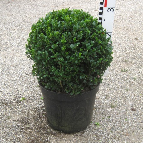Buxus mic. 'Faulkner'