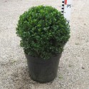 Buxus mic. 'Faulkner'