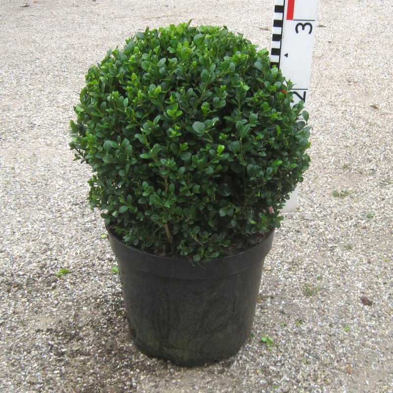 Buxus mic. 'Faulkner'